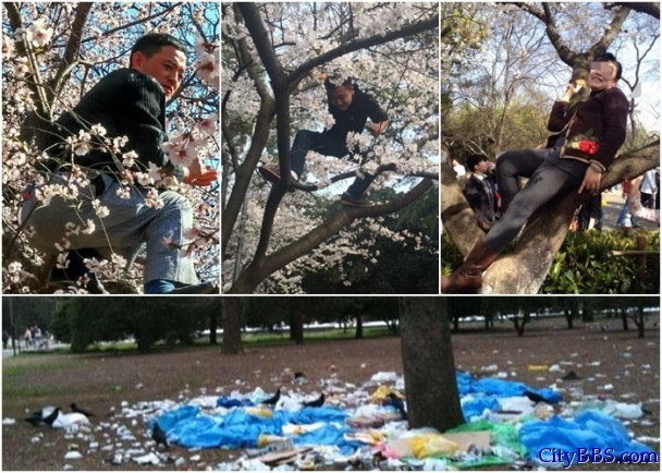 中国游客来了！日本景区遭遇樱花浩劫