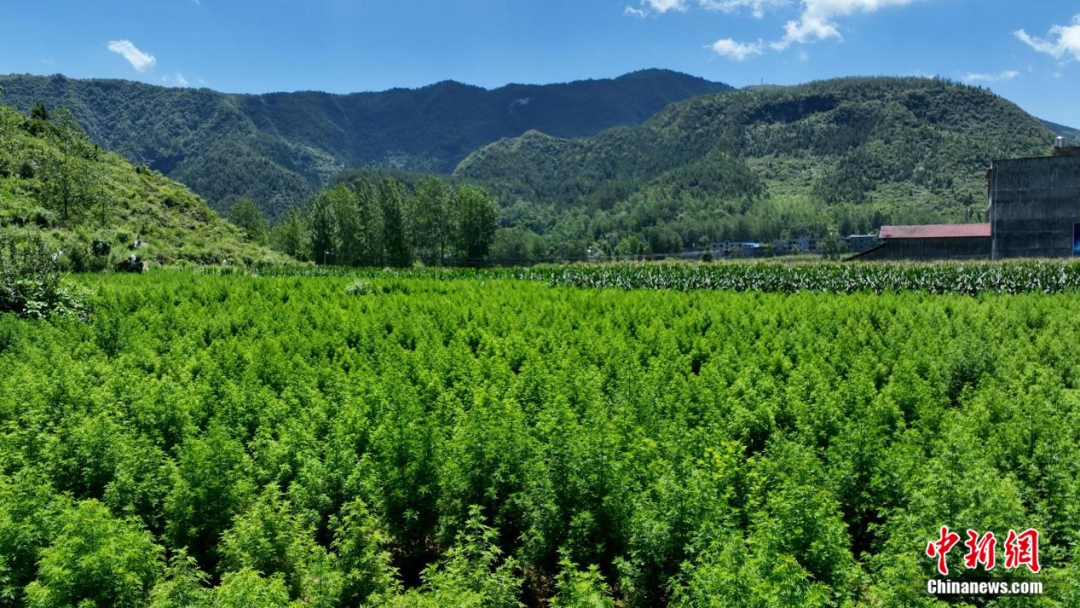 重庆市酉阳土家族苗族自治县种植的青蒿