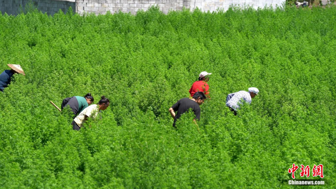 酉阳土家族苗族自治县种植的青蒿