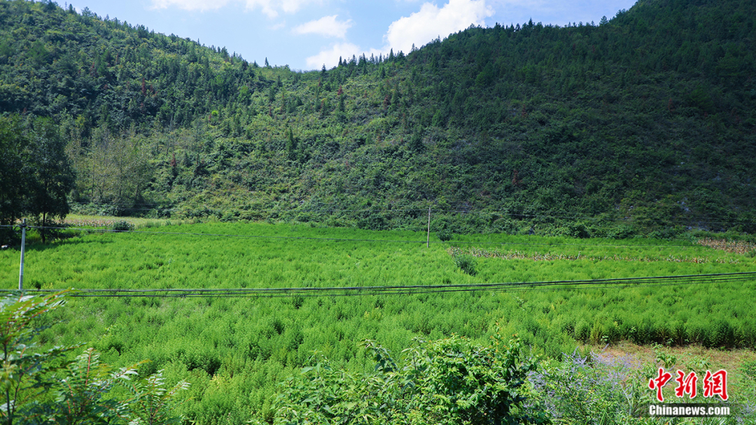 酉阳县前锋村村民王利雄种植的青蒿.jpeg