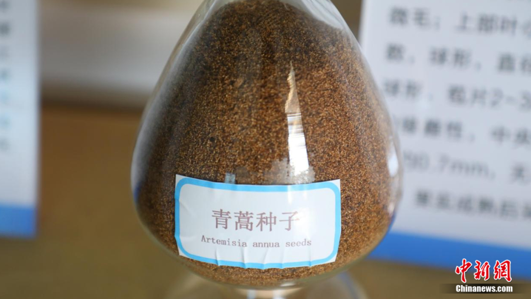 青蒿种子